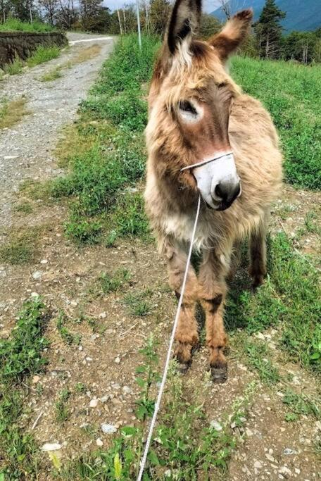 Appartamento Di Montagna Lo Grop Chambave Buitenkant foto