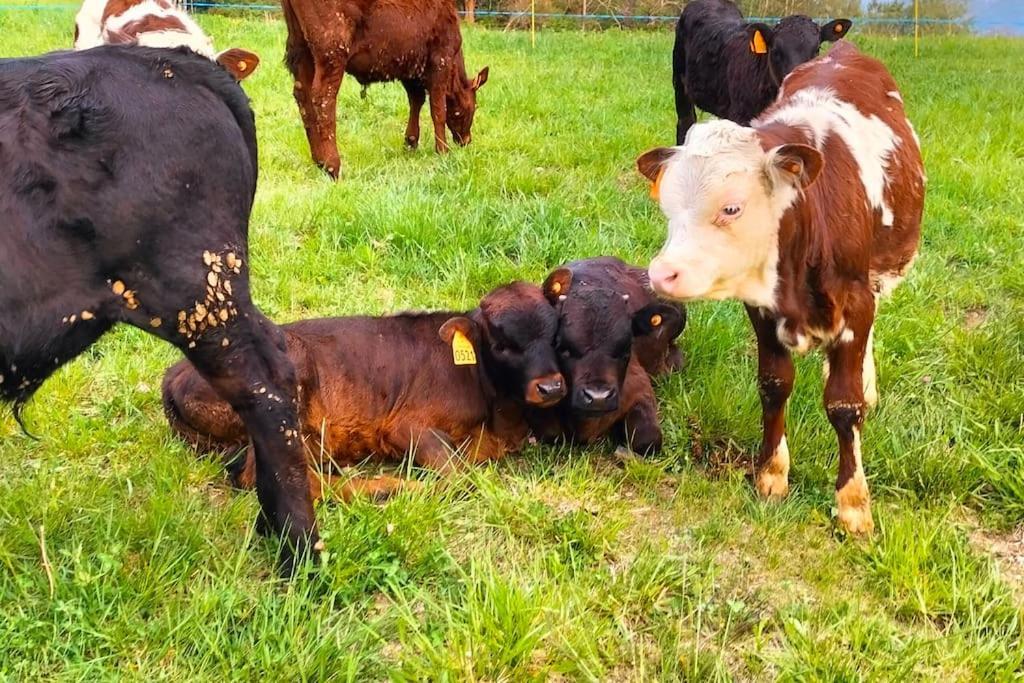 Appartamento Di Montagna Lo Grop Chambave Buitenkant foto